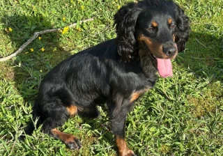 Stud