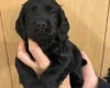Cocker Spaniel (Working)