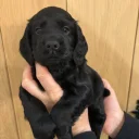 Cocker Spaniel (Working)