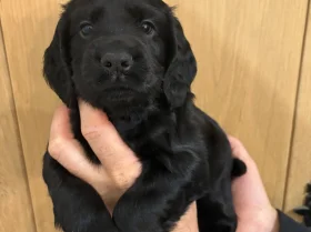 Cocker Spaniel (Working)