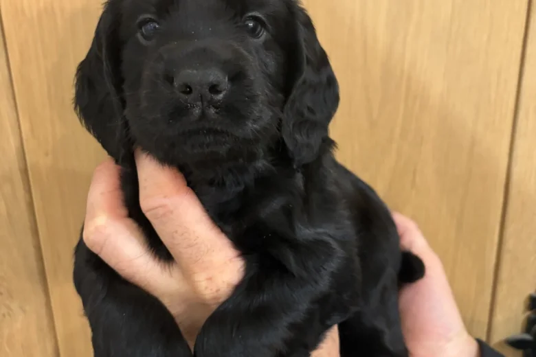 Cocker Spaniel (Working)