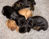 Cocker Spaniel (Working)