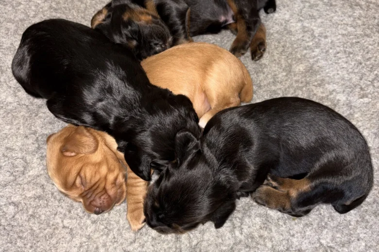 Cocker Spaniel (Working)