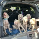 Weimaraner