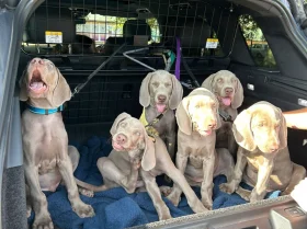 Weimaraner