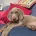 Weimaraner