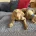 Weimaraner