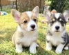Welsh Corgi Pembroke