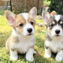 Welsh Corgi Pembroke
