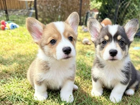 Welsh Corgi Pembroke