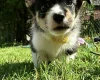 Welsh Corgi Pembroke
