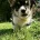 Welsh Corgi Pembroke