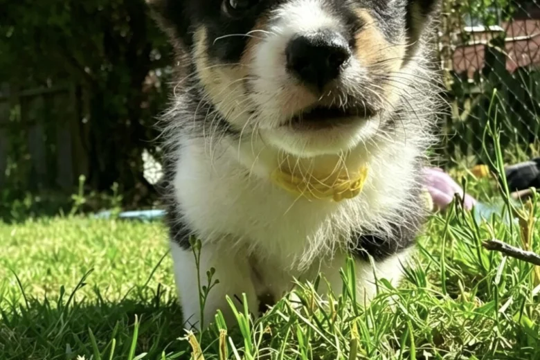 Welsh Corgi Pembroke