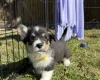 Welsh Corgi Pembroke