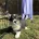 Welsh Corgi Pembroke