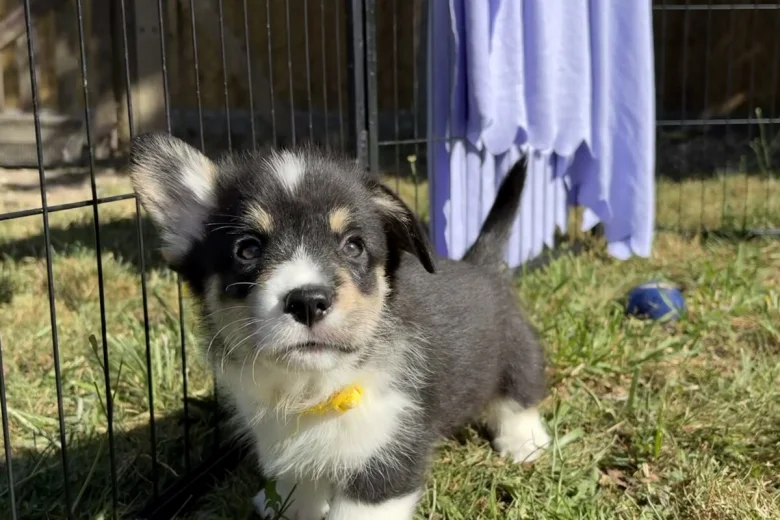 Welsh Corgi Pembroke