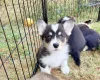 Welsh Corgi Pembroke