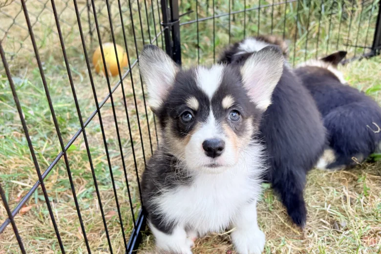Welsh Corgi Pembroke