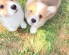 Welsh Corgi Pembroke
