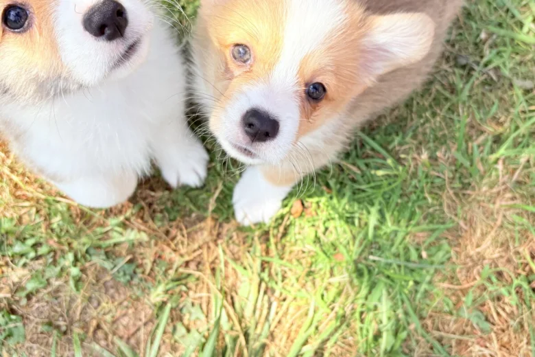 Welsh Corgi Pembroke