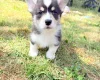 Welsh Corgi Pembroke