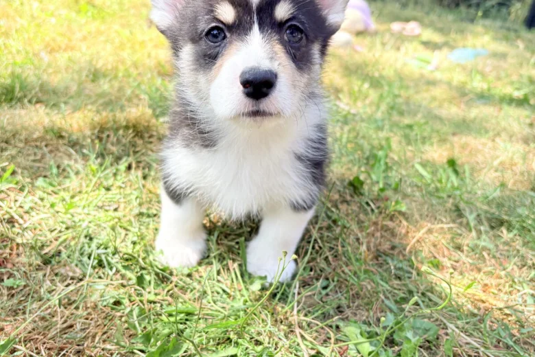 Welsh Corgi Pembroke