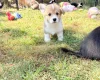 Welsh Corgi Pembroke