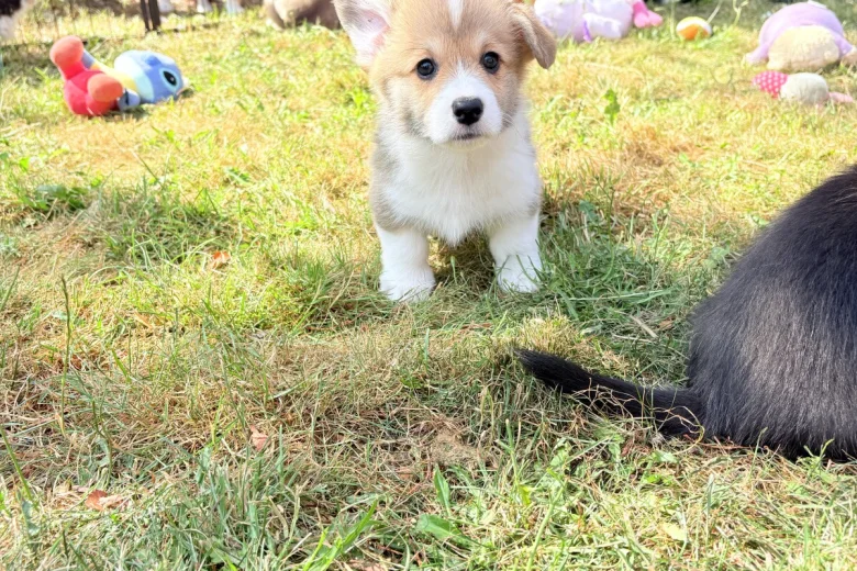 Welsh Corgi Pembroke