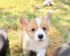 Welsh Corgi Pembroke