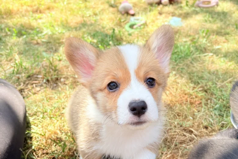 Welsh Corgi Pembroke