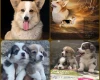 Welsh Corgi Pembroke
