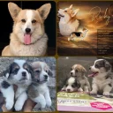 Welsh Corgi Pembroke