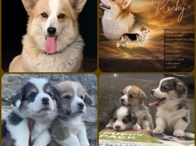Welsh Corgi Pembroke