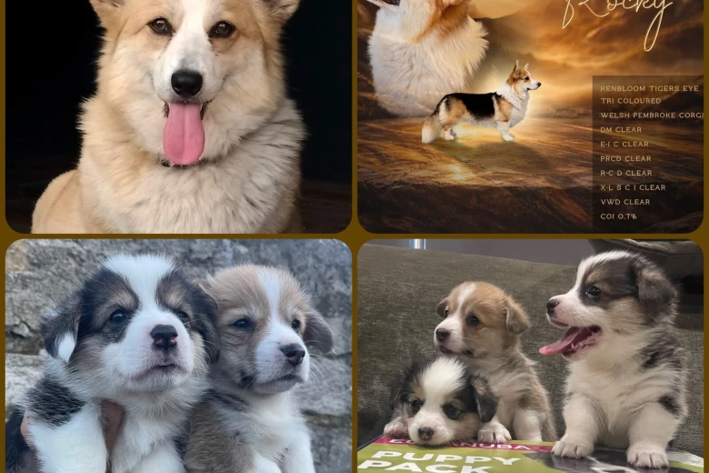 Welsh Corgi Pembroke