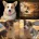 Welsh Corgi Pembroke