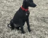 Whippet