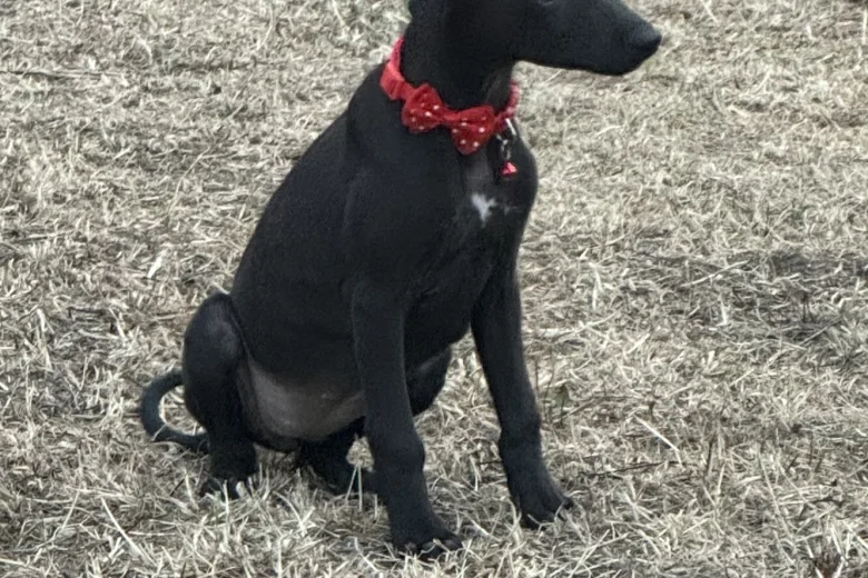 Whippet