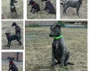 Whippet