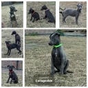 Whippet
