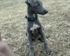 Whippet