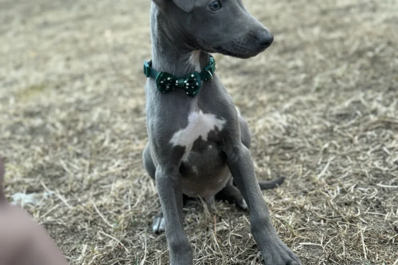 Whippet
