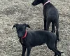 Whippet