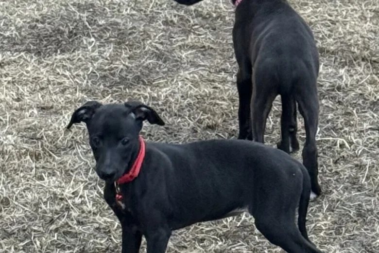Whippet
