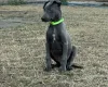 Whippet