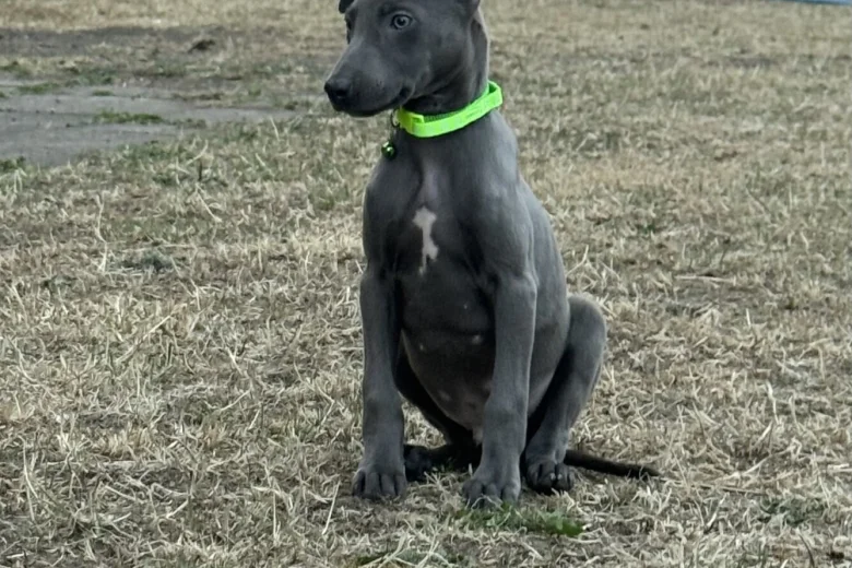 Whippet