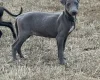 Whippet