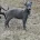 Whippet