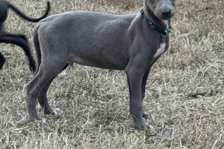 Whippet