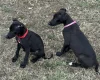 Whippet