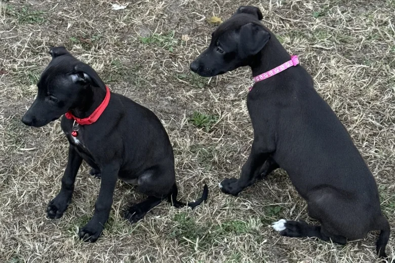 Whippet